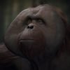 Planet der Affen: Last Frontier erscheint am 21.November